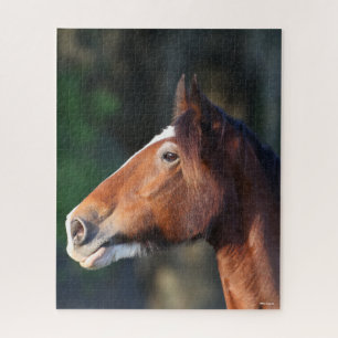 Puzzle Bob Langrish Clydesdale headshot