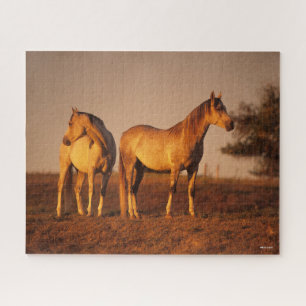 Puzzle Bob Langrish   Deux Arabes gris debout au coucher 