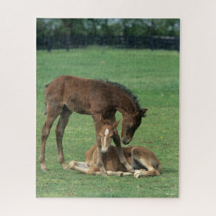 Puzzle Bob Langrish   Deux poulains de Morgan Horse jouen