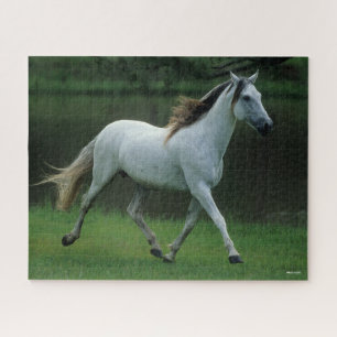 Puzzle Bob Langrish   Gray Andalucian Stallion Courir