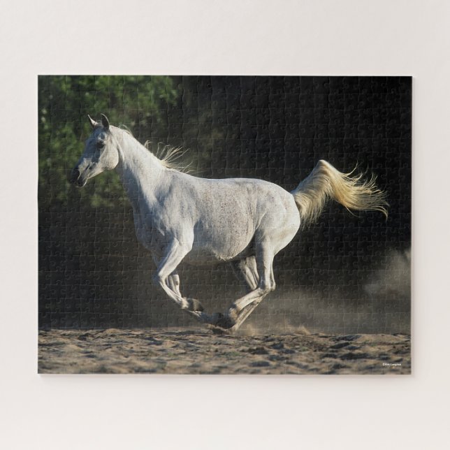 Puzzle Bob Langrish | Gray Arab Mare Running (Horizontal)