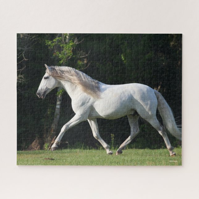Puzzle Bob Langrish | Gray Lusitano Stallion (Horizontal)
