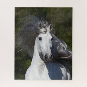 Puzzle Bob Langrish Grey Andalucian headshot Mane Flowing