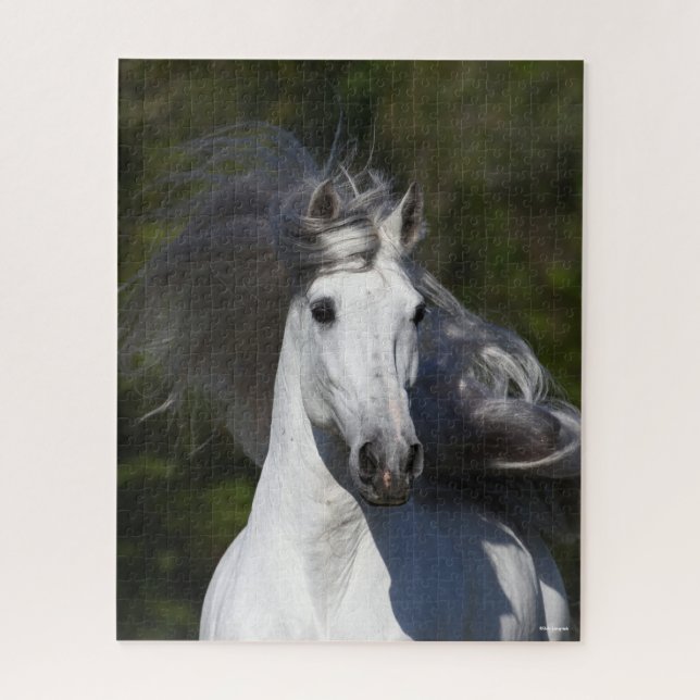 Puzzle Bob Langrish Grey Andalucian headshot Mane Flowing (Vertical)