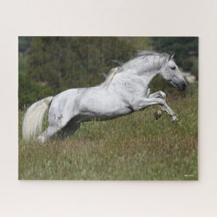 Puzzle Bob Langrish Grey Andalucian Leaping Through Grass