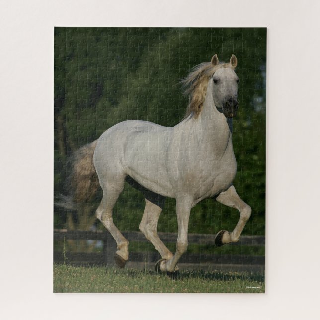 Puzzle Bob Langrish | Grey Andalucian Running (Vertical)