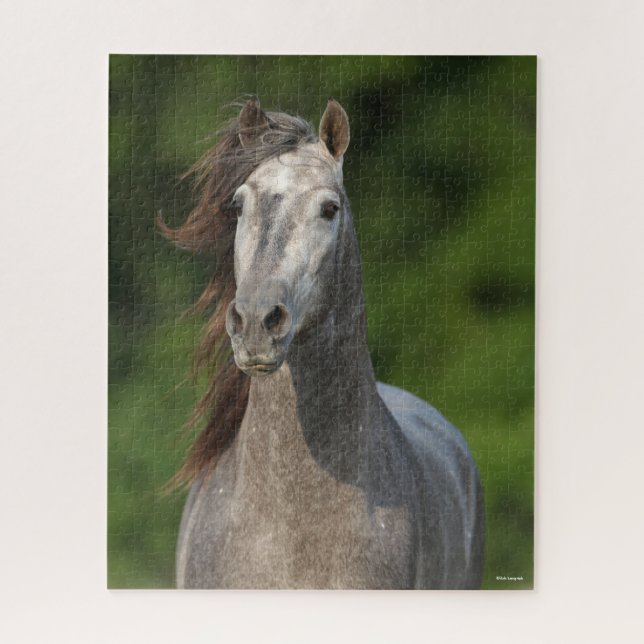 Puzzle Bob Langrish | Grey Andalucian Stallion Headshot (Vertical)