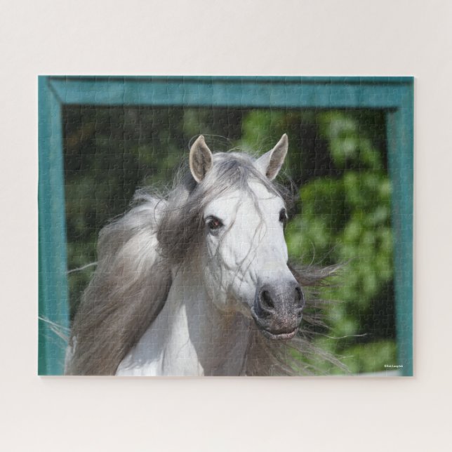Puzzle Bob Langrish | Grey Andalucian Stallion Headshot (Horizontal)