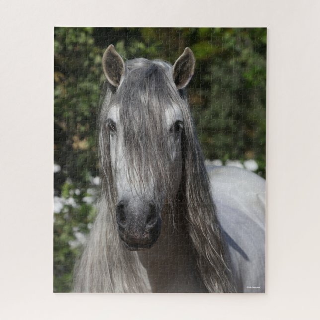 Puzzle Bob Langrish | Grey Andalucian Stallion headshot (Vertical)