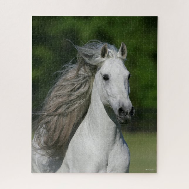 Puzzle Bob Langrish | Grey Andalucian Stallion headshot (Vertical)