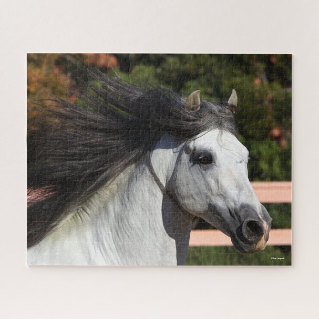 Puzzle Bob Langrish | Grey Andalucian Stallion Headshot 3 (Horizontal)