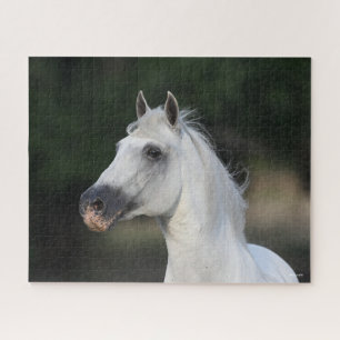 Puzzle Bob Langrish Grey Andalucian Stallion Headshot 6
