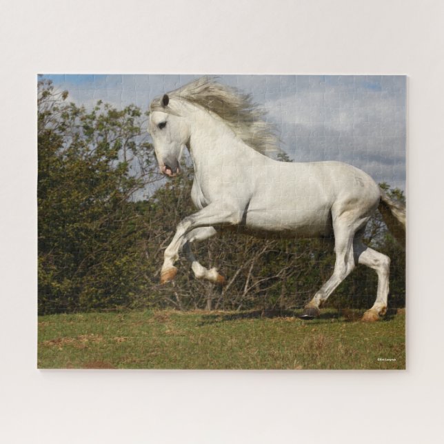 Puzzle Bob Langrish | Grey Andalucian Stallion Leaping (Horizontal)
