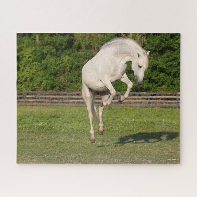 Puzzle Bob Langrish | Grey Andalucian Stallion Leaping (Horizontal)