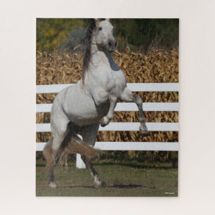 Puzzle Bob Langrish Grey Andalucian Stallion Rearing