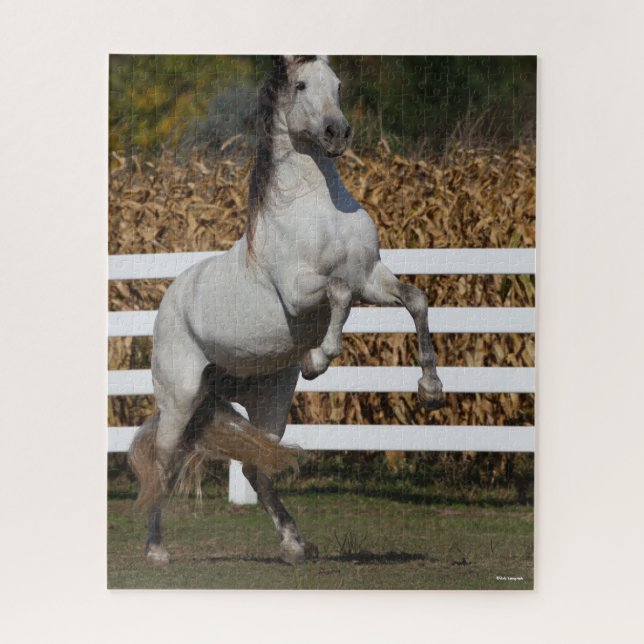 Puzzle Bob Langrish | Grey Andalucian Stallion Rearing (Vertical)