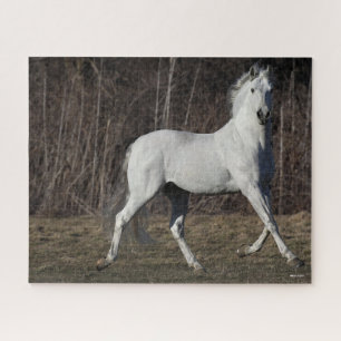 Puzzle Bob Langrish Grey Andalucian Stallion Walking