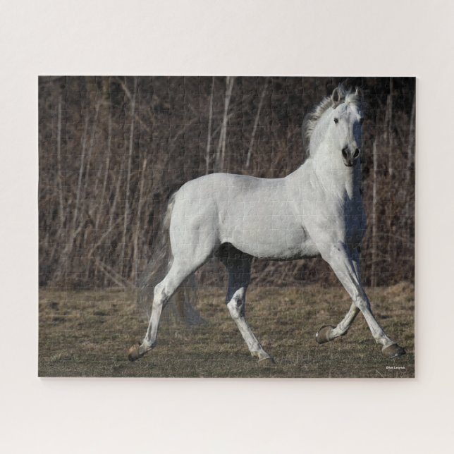 Puzzle Bob Langrish | Grey Andalucian Stallion Walking (Horizontal)