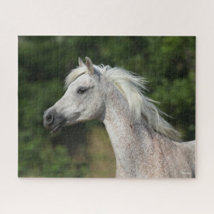 Puzzle Bob Langrish Grey Arab Headshot