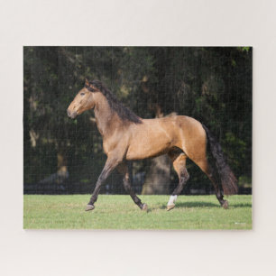 Puzzle Bob Langrish   Light Bay Lusitano Running