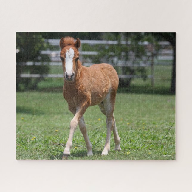 Puzzle Bob Langrish | Miniature Pony Foal Walking (Horizontal)