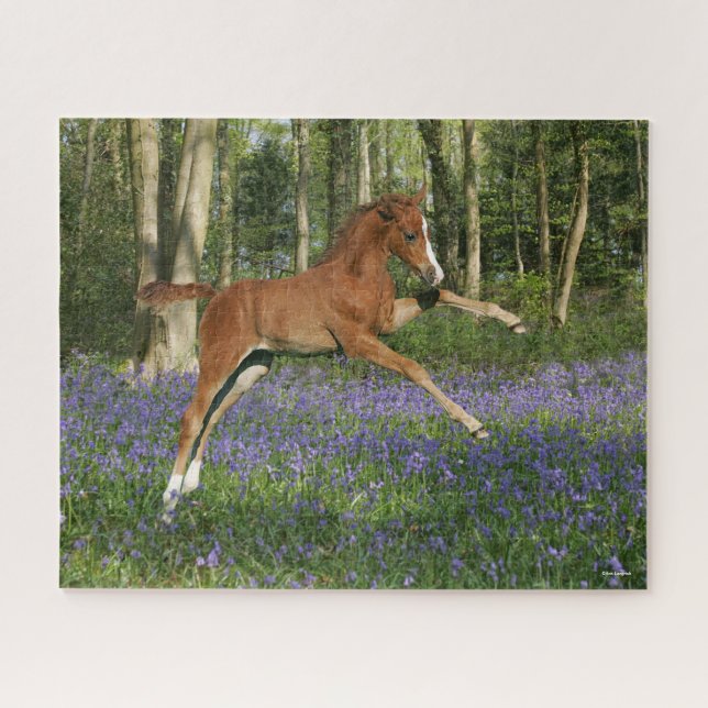 Puzzle Bob Langrish | Morgan Foal saute avec Bluebells (Horizontal)