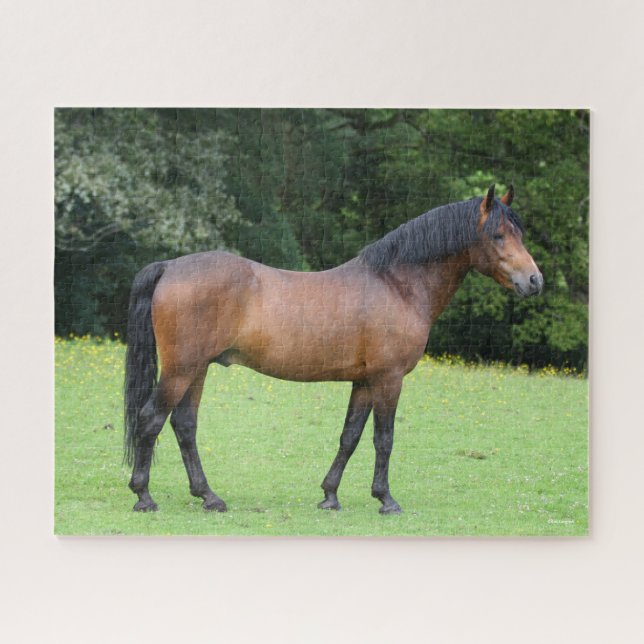 Puzzle Bob Langrish | Nouvelle position de poney forestie (Horizontal)