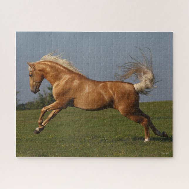 Puzzle Bob Langrish | Palomino Lusitano Stallion Leaping (Horizontal)