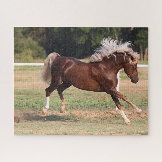 Puzzle Bob Langrish | Palomino Morgan Horse Bucking (Horizontal)