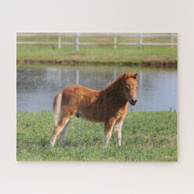 Puzzle Bob Langrish | Poisson de poney miniature debout (Horizontal)