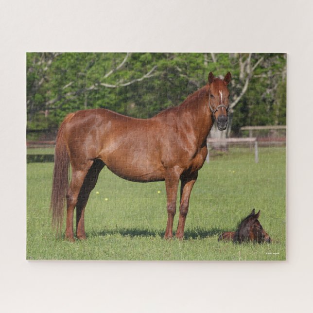 Puzzle Bob Langrish Quarter Horse Mare and Foal Standing (Horizontal)