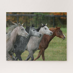 Puzzle Bob Langrish   Quatre Chevaux Arabes Coureur Captu