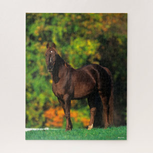 Puzzle Bob Langrish Rocky Mountain Horse debout Automne