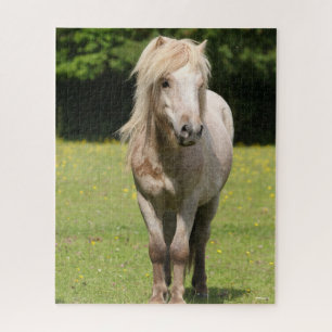 Puzzle Bob Langrish   Shetland Pony Standing