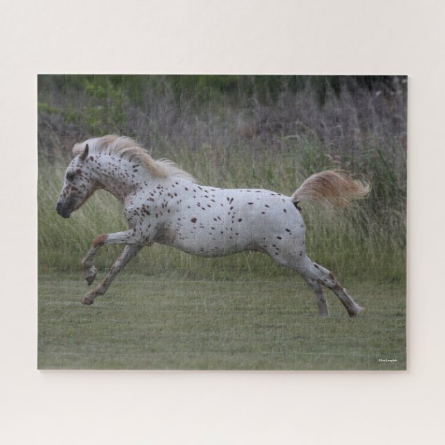 Puzzle Bob Langrish | Spotty Pony of America Leaping (Horizontal)