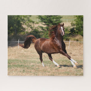 Puzzle Bob Langrish   Stallion arabe châtaignier courant