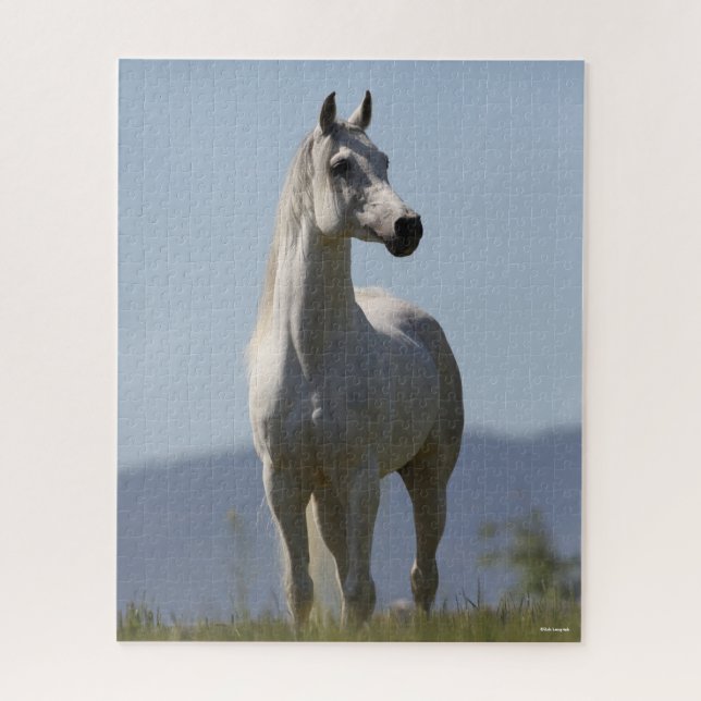 Puzzle Bob Langrish | Stallion arabe gris debout (Vertical)
