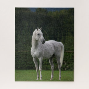 Puzzle Bob Langrish   Stallion arabe gris debout