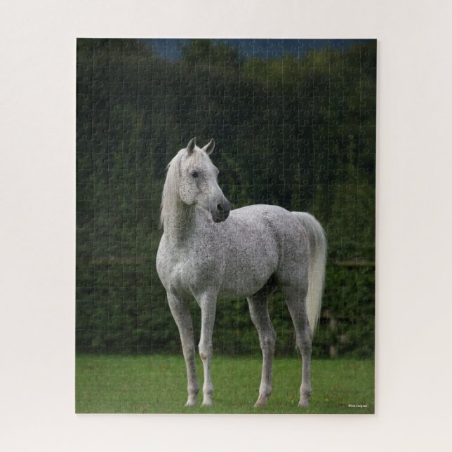 Puzzle Bob Langrish | Stallion arabe gris debout (Vertical)