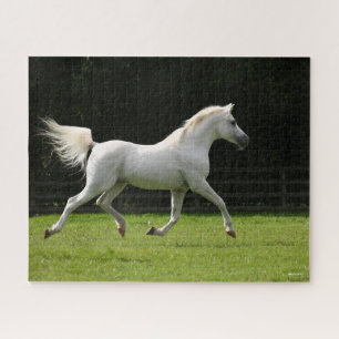 Puzzle Bob Langrish   Stallion arabe gris en marche
