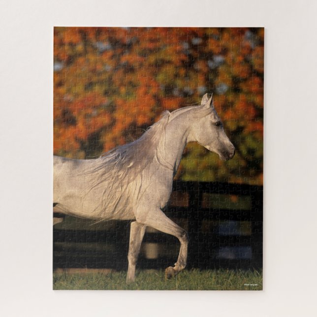 Puzzle Bob Langrish | Stallion arabe gris marche automne (Vertical)