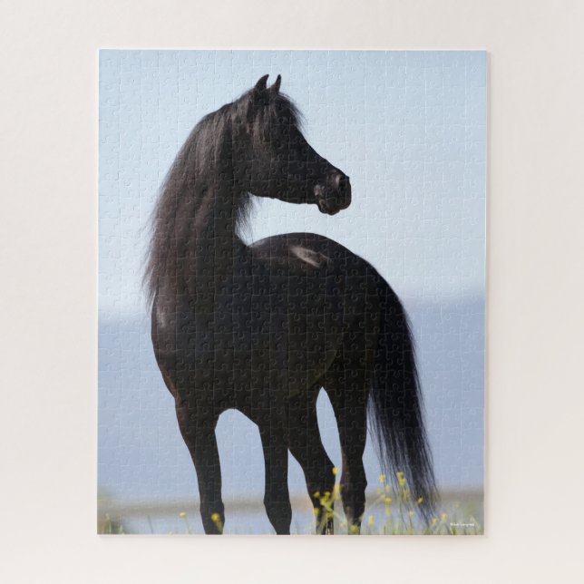 Puzzle Bob Langrish | Stallion arabe noire debout (Vertical)