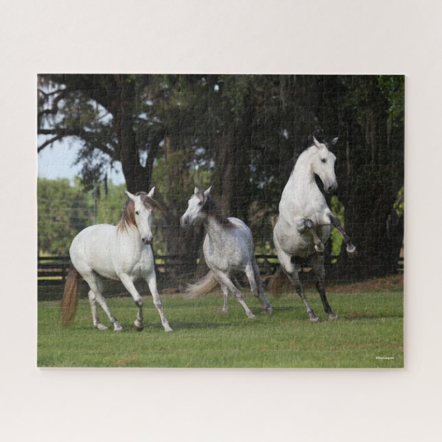 Puzzle Bob Langrish | Three Grey Andalucians Leaping (Horizontal)