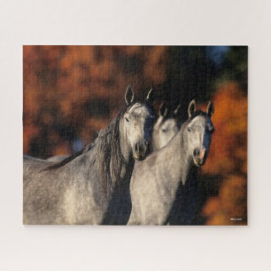 Puzzle Bob Langrish   Trois Arabes gris se rassemblent