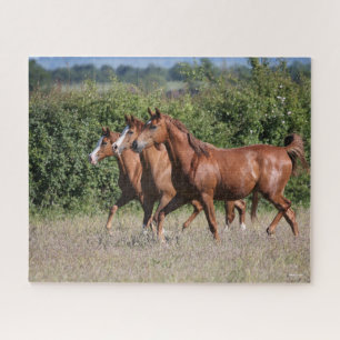 Puzzle Bob Langrish Trois Chevaux arabes châtaigniers e