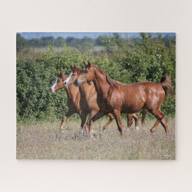 Puzzle Bob Langrish | Trois Chevaux arabes châtaigniers e (Horizontal)