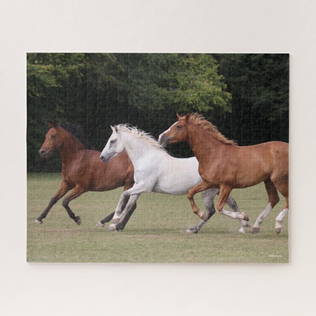 Puzzle Bob Langrish | Trois Chevaux Arabes Courant Ensemb (Horizontal)