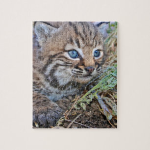 Puzzle Bobcat Kitten