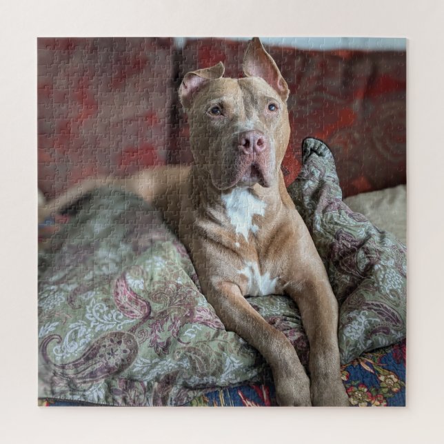 Puzzle Bon Garçon Douce Photo en Couleur Pit Bull (Vertical)