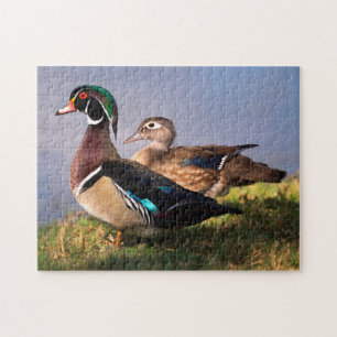 Puzzle Bord de lac, Canard branchu